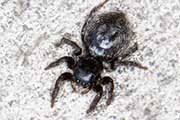 Jumping Spider (Saitis sp) (Saitis sp)